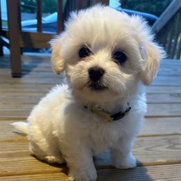 Felicia - White Coton de Tulear puppy in Brogden, North Carolina from Seven Seas Cotons