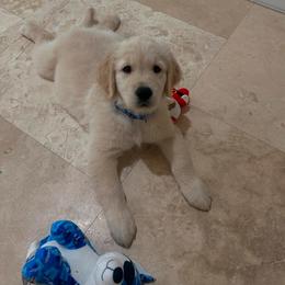 Golden Retriever Puppies from Laryssa Stefano