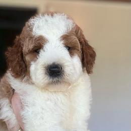 Shadow - Parti female Goldendoodle puppy in Jacksonville, Florida from Dandelion Doodles