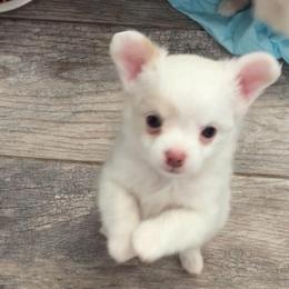 Rio - Cream male Chihuahua puppy in Menifee, California from Lane’s Little Long Coats