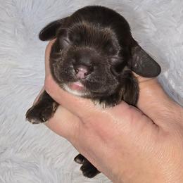 Molly - Brown female Cocker Spaniel puppy in Florence, South Carolina from Reddick's American Cocker Spaniels