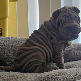 Rosco - Lilac dilute male Chinese Shar-Pei puppy in Bakersfield, California from Cashmerewrinkles