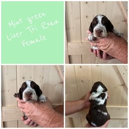 Mint Green - Tri-Roan female English Springer Spaniel puppy in Godley, Texas from Legacy Springer Spaniels