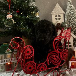 Boy 1 - Black Poodle puppy in San Tan Valley, Arizona from Pawfect Transporters, LLC