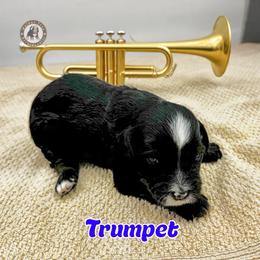 Trumpet - Tri-color male Bernedoodle puppy in Banner Elk, North Carolina from Walnut Tree Bernedoodles
