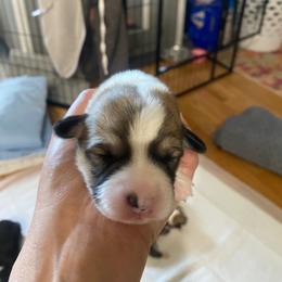 Bernadette - Sable female Pembroke Welsh Corgi puppy in New Richmond, Wisconsin from 10 Mile Creek Farms