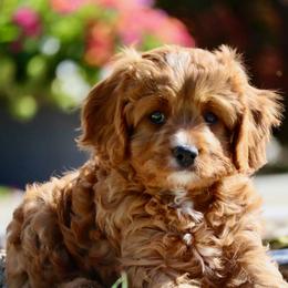 Maize - Red female Cavapoo puppy in Malad City, Idaho from FreckledCowgirlPuppies