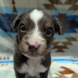 Captian - Red tri male Miniature Australian Shepherd puppy in Frankfort, Indiana from Haleys Farm