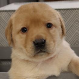 Flurry - Yellow female Labrador Retriever puppy in Camden, Indiana from Camden's Caring Canines