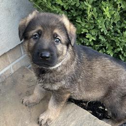 Boy 4 - male German Shepherd puppy in Whitehouse, Ohio from Providence Landhaus