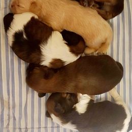 Puppy 5 - Liver male Shih Tzu puppy in Belleville, Michigan from Patricia's Heavenly Earth Angels