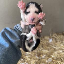 Boy 2 - Black and white male Siberian Husky puppy in Iron River, Wisconsin from Wiemeri Siberians