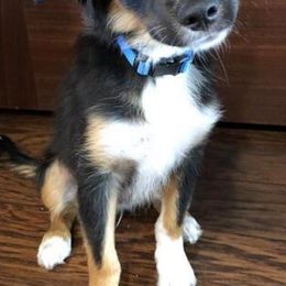 Miniature American Shepherds and Toy Australian Shepherds from Lehfeldt Aussies