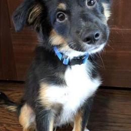 Miniature American Shepherds and Toy Australian Shepherds from Lehfeldt Aussies