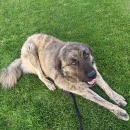Anatolian Shepherd Dogs from Mulvaney Farms Anatolians