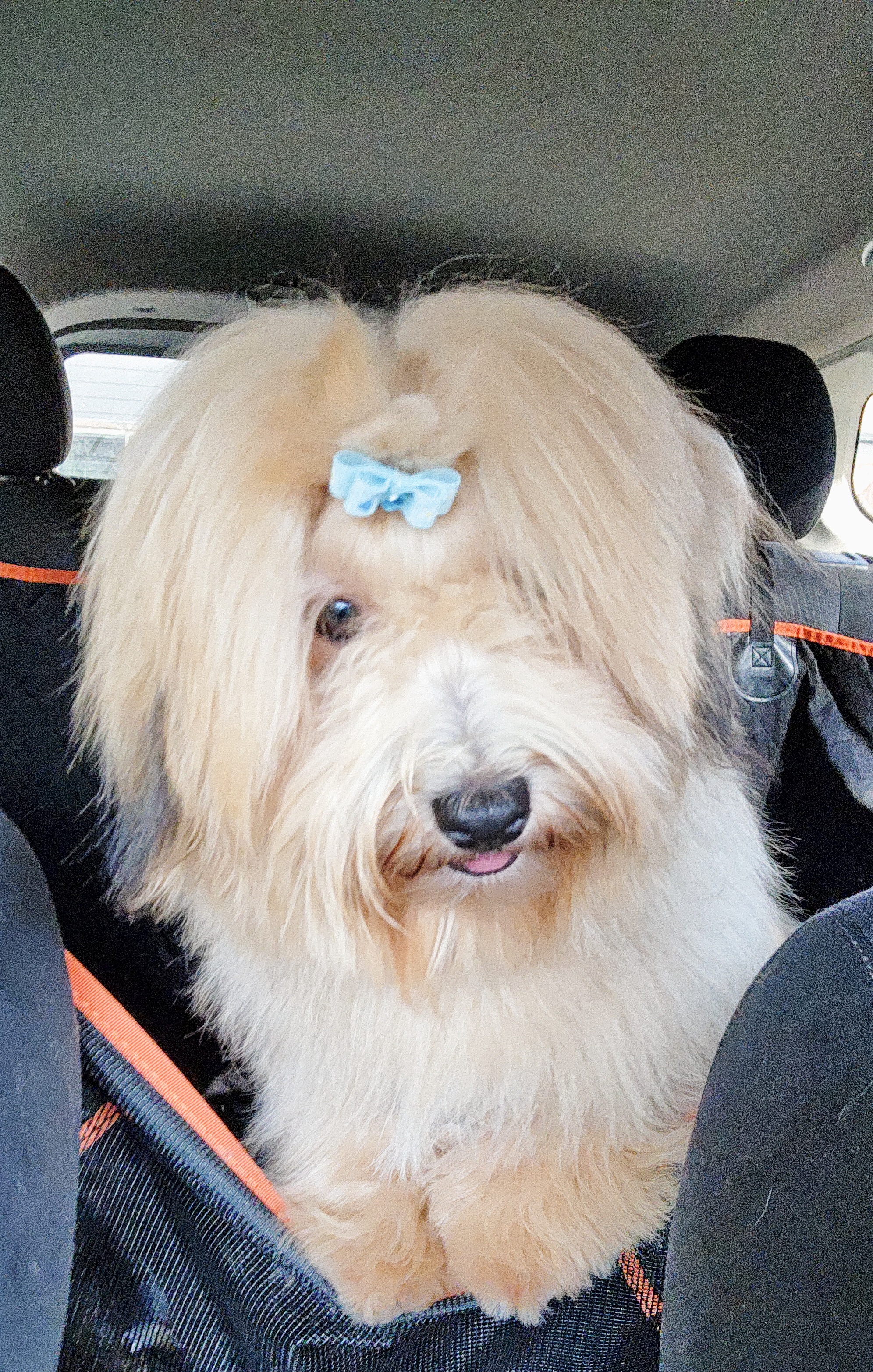 Dulce - Havanese
