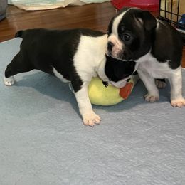 Boston Terrier Puppies from Angie's Little Bostons
