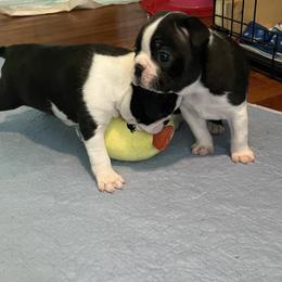 Boston Terrier Puppies from Angie's Little Bostons