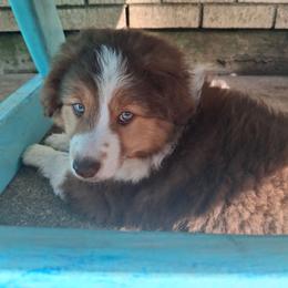 Henry - Red tri male Miniature Australian Shepherd puppy in Copperas Cove, Texas from Aussies Acre