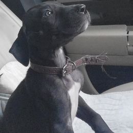 Great Dane Puppies from Grant’s Gorgeous Greats