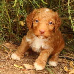 Rusty - Apricot male Aussiedoodle puppy in Apache Junction, Arizona from Loving Doodle