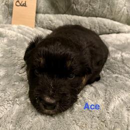 Ace - Black tri-color male Australian Shepherd puppy in Wisconsin Dells, Wisconsin from Nicara kennel