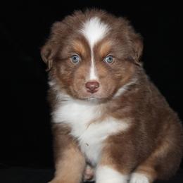 Cupid - Red tri-color male Australian Shepherd puppy in Colorado Springs, Colorado from Rocky Mountain Aussies