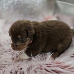 Australian Shepherd Puppies from Crooked Creek Australian Shepherds