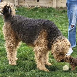Yorkshire Terrier Puppies from Central Valley Yorkies