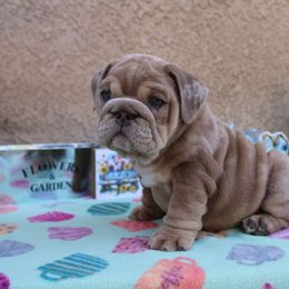 Nala - White and fawn French Bulldog puppy in Ramirez, California from Vaca Frenchies