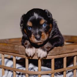Stetson - Black tri male Toy Australian Shepherd puppy in Fresno, California from Alpine Tails