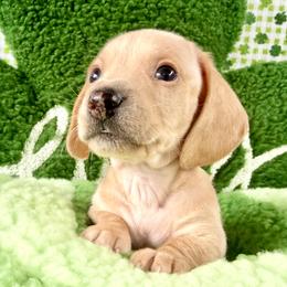 Cream boy - Cream male Dachshund puppy in Orlando, Florida from Weiner Wunderland of Central Florida