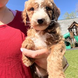Goldendoodle Puppies from Life_on. Paws