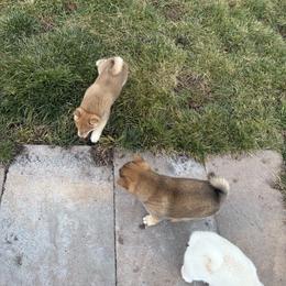 Shiba Inu Puppies from Hillsdale Shiba Inu