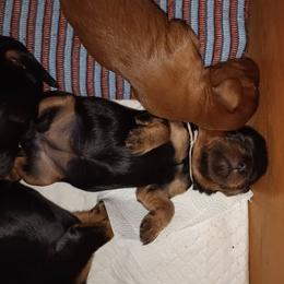 Cavalier King Charles Spaniel Puppies from 7 Bridges Cavaliers