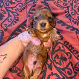 Blue collar - Red male Dachshund puppy in San Antonio, Texas from Bear Bear's House of Doxies