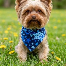 Oz - Yorkshire Terrier