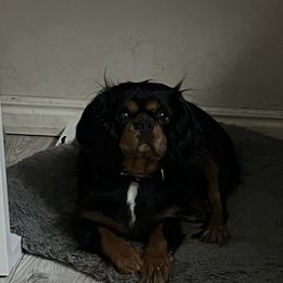 Livy - Cavalier King Charles Spaniel