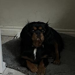 Livy - Cavalier King Charles Spaniel