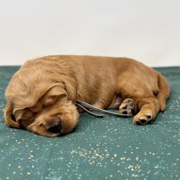 Jimmy - Apricot male Australian Labradoodle puppy in Sacramento, California from Little Farmstead Labradoodles
