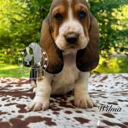 Wilma - Black white and brown female Basset Hound puppy in Dingess, West Virginia from Tuckers' Howling Hounds