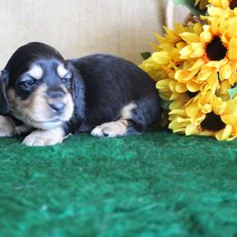Jo - Black and cream female Dachshund puppy in Pace, Florida from Shoebox Doxie’s
