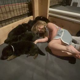 German Shepherd Puppies from McGarry German Shepherds