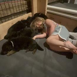 German Shepherd Puppies from McGarry German Shepherds