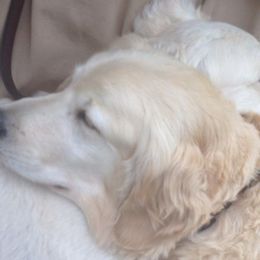 Golden Retrievers from Aspire Golden Retrievers