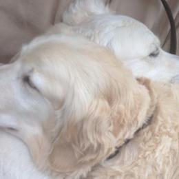 Golden Retrievers from Aspire Golden Retrievers