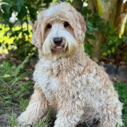 Deli - Australian Labradoodle