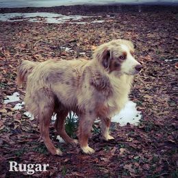 Rugar - Miniature Australian Shepherd