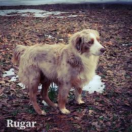Rugar - Miniature Australian Shepherd