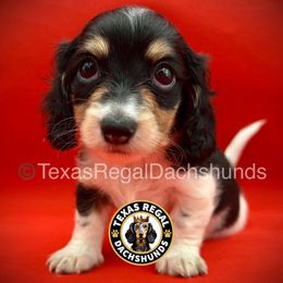 Cherry Pie 2500 - Cream female Dachshund puppy in Houston, Texas from Texas Regal Dachshunds LLC